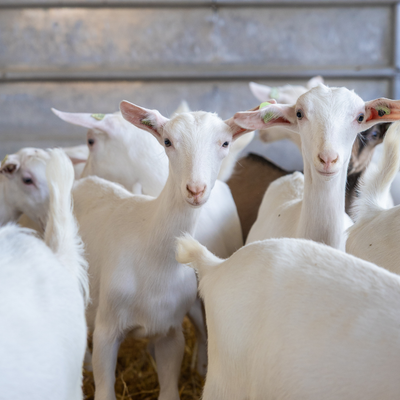 GOAT Colostrum |  22 % IgG | 60 Kapseln