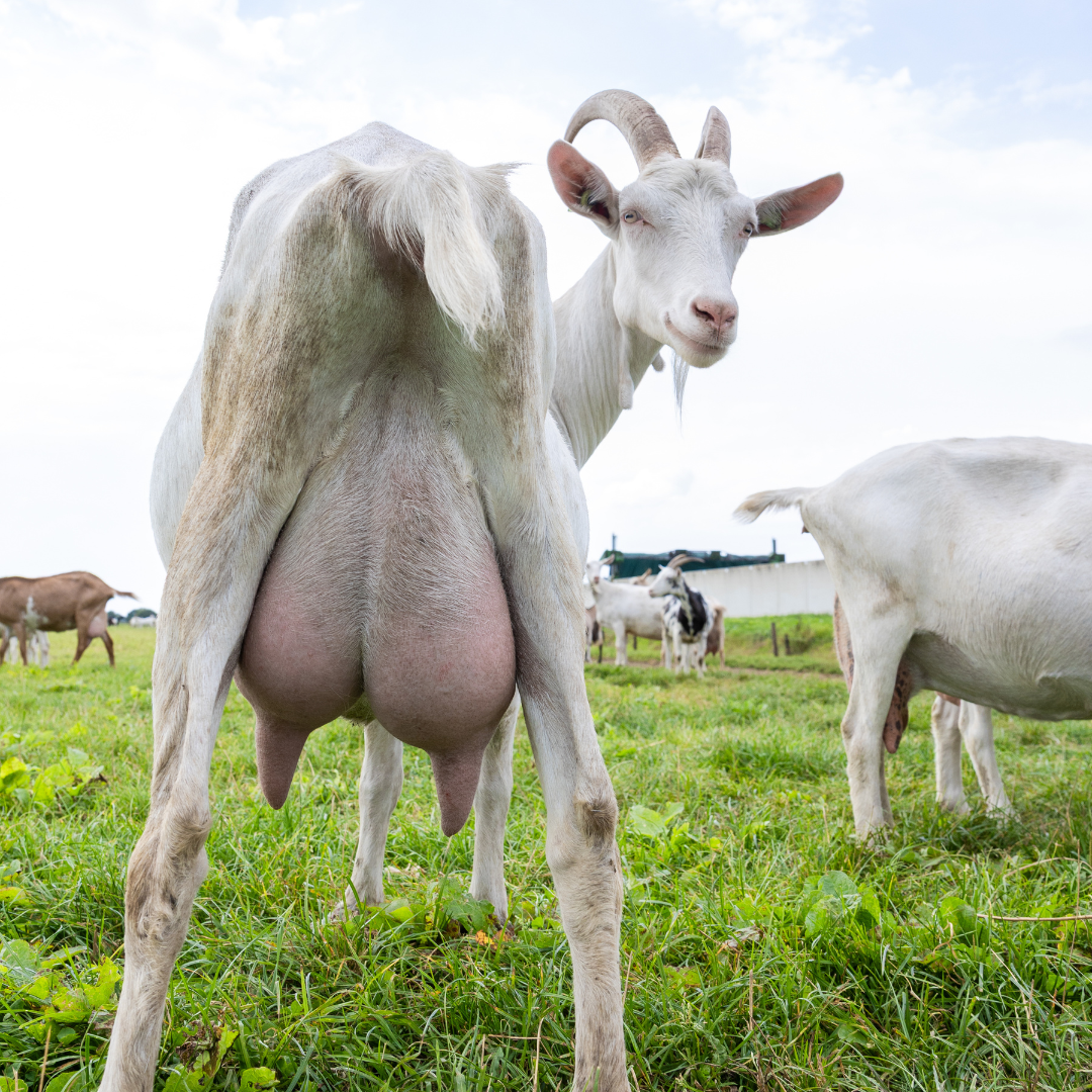 GOAT Colostrum |  22 % IgG | 60 Kapseln